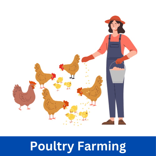 Small Business Ideas in a Village Small poultry farm in a village with chickens and ducks for egg and meat production